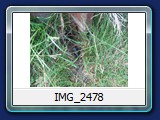 IMG_2478
